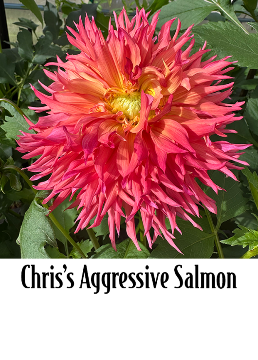 Chris's Aggressive Salmon
