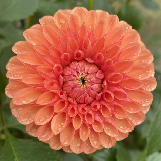 Florelie Sheila