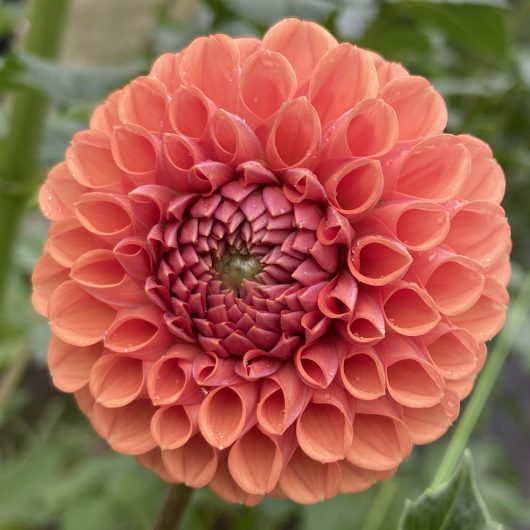 Florelie Sheila - Image 2