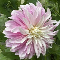 Clara Thora