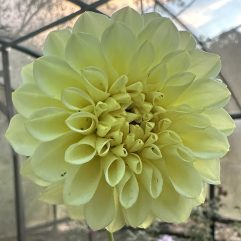Florelie Limonata