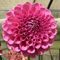 Florelie Lizzie Lou
