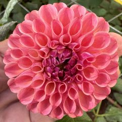 Isabella/Isabel