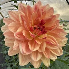 Pink & Yellow Decorative
