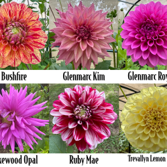 Mix Bulk Pack 2 - 6 tubers - Free Post
