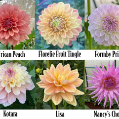 Pastels Bulk Pack - 6 Tubers - Free Post