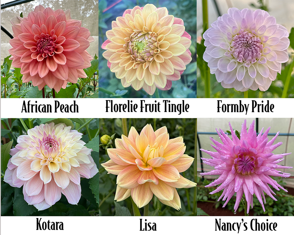 Pastels Bulk Pack - 6 Tubers - Free Post