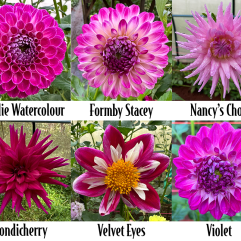 Pinks Bulk Pack - 6 Tubers - Free Post