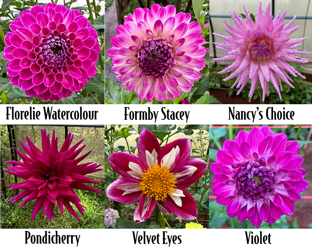 Pinks Bulk Pack - 6 Tubers - Free Post